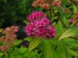 Beautiful pink flower