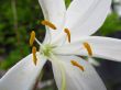 Stamens of the lily