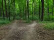 Paths into the forest