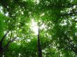 Shining sun through the leaves