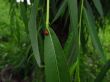 Ladybird on the leaf