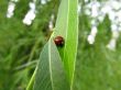 Red ladybird