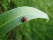 Ladybird