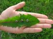 Hand and leaf with bolts