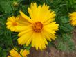 Yellow georgina flower after rain