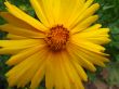 Yellow georgina flower