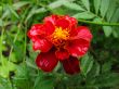 Marigold after rain