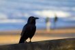 Crow overlooking the beach