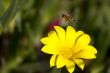 Bee leaving a flower