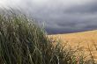 Storm behind beach grass