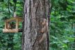 Squirrels in wood
