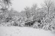 Winter wood
