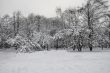 Winter wood