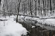 Winter wood
