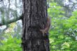 Squirrels in wood