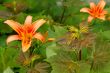 Lily among maple seedlings