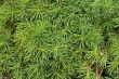 Dense needles