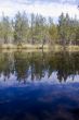 Forest reflections