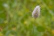 Little white flower