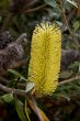 Bottlebrush