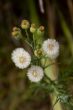 Tiny flowers