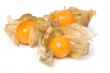 Physalis 