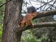 Squirrel on the branch