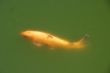 golden carp