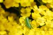green grasshopper