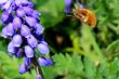 bumblebee flies