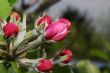 Apple tree blossom