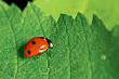 Ladybird on a leaf