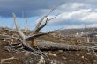 Old dead trees.