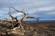 Old dead trees.