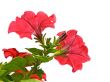 Red flowers isolated on the white