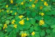 Wild celandine