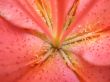 Lily flower. Macro photo
