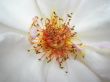 White rose. Macro photo