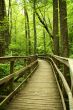 Wooden bridge through the forest