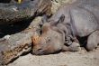 rhino sleeps