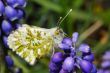 butterfly sitting on flower
