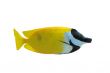 Fox Faced Rabbit Fish