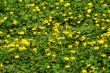 Bright yellow wildflowers