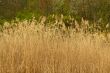 Tall reed plants