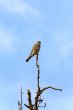 Falcon