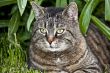 Cat Face