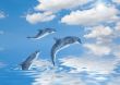 Dolphins