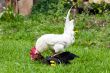 Chicken Love