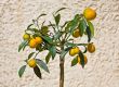 Kumquat Tree