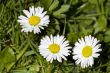 Daisy